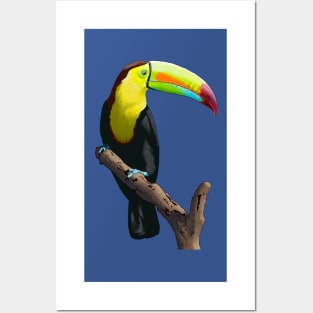 Keel Billed Toucan Posters and Art